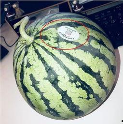 吃瓜上海网红,揭秘上海网红的吃瓜日常 第1张 吃瓜上海网红,揭秘上海网红的吃瓜日常 第1张